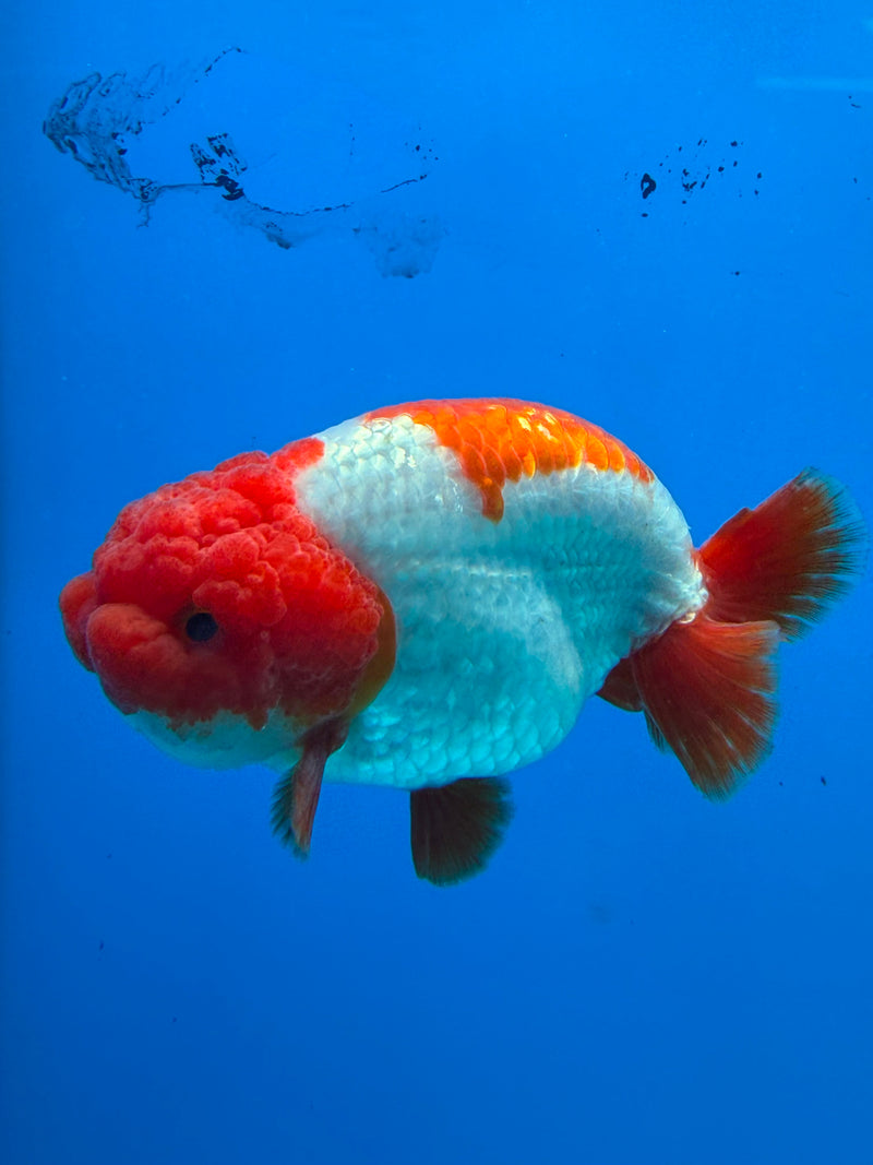 Thai Ranchu Red & White 4in Female (FEB-440)BLUETUBA