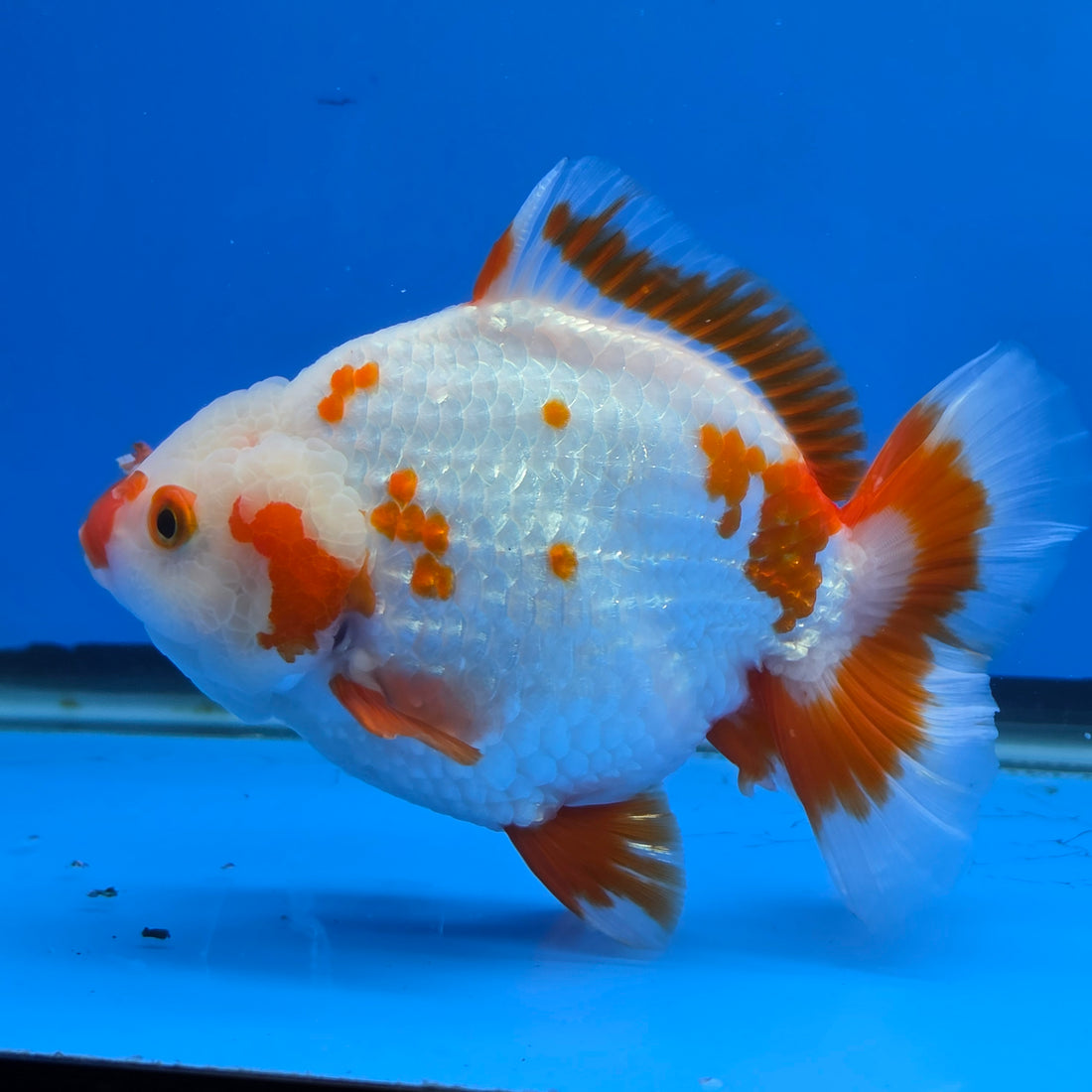 Thai Oranda Yuanbao Red and White 5.00" Body Female (FEB-737)R2A09