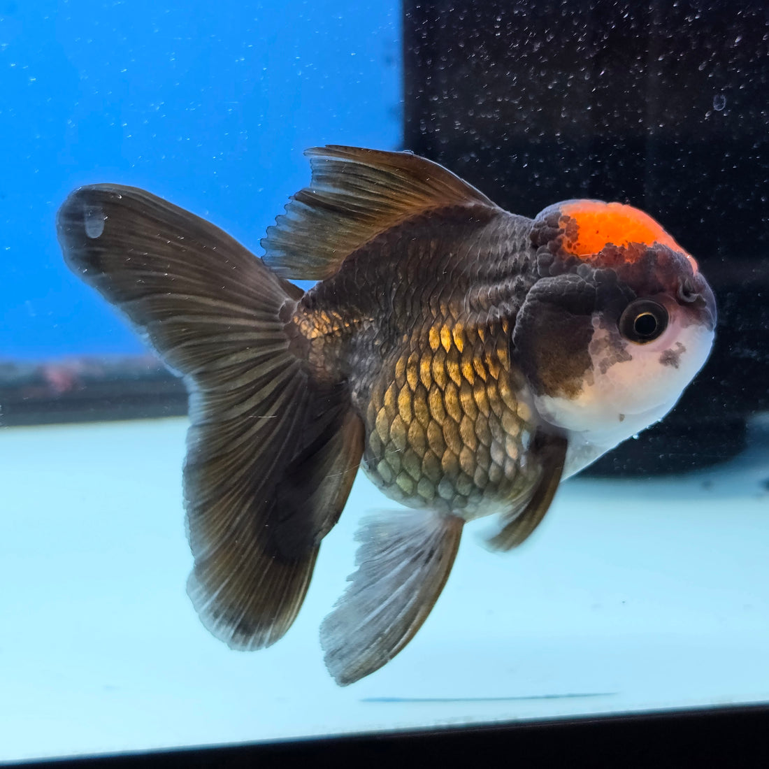 Thai Oranda Red Cap Black 3.5” Female(FEB-728)R1B07