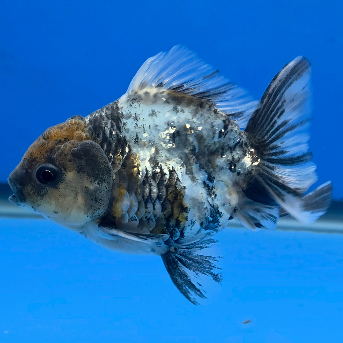 Thai Oranda Granite 3.25” Female(FEB-894)R2B07