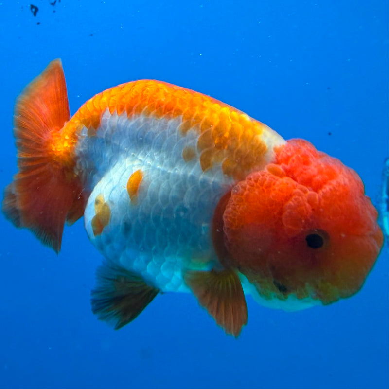 Thai Ranchu Red & White Platinum 3.5in Female (FEB-444)BLUETUBA