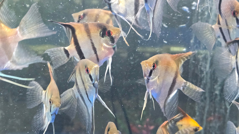 Manacapuru Angelfish Medium/LARGE 2.50"