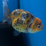 Thai Ranchu Gold Calico 2.5in Female (FEB-706)R3B18