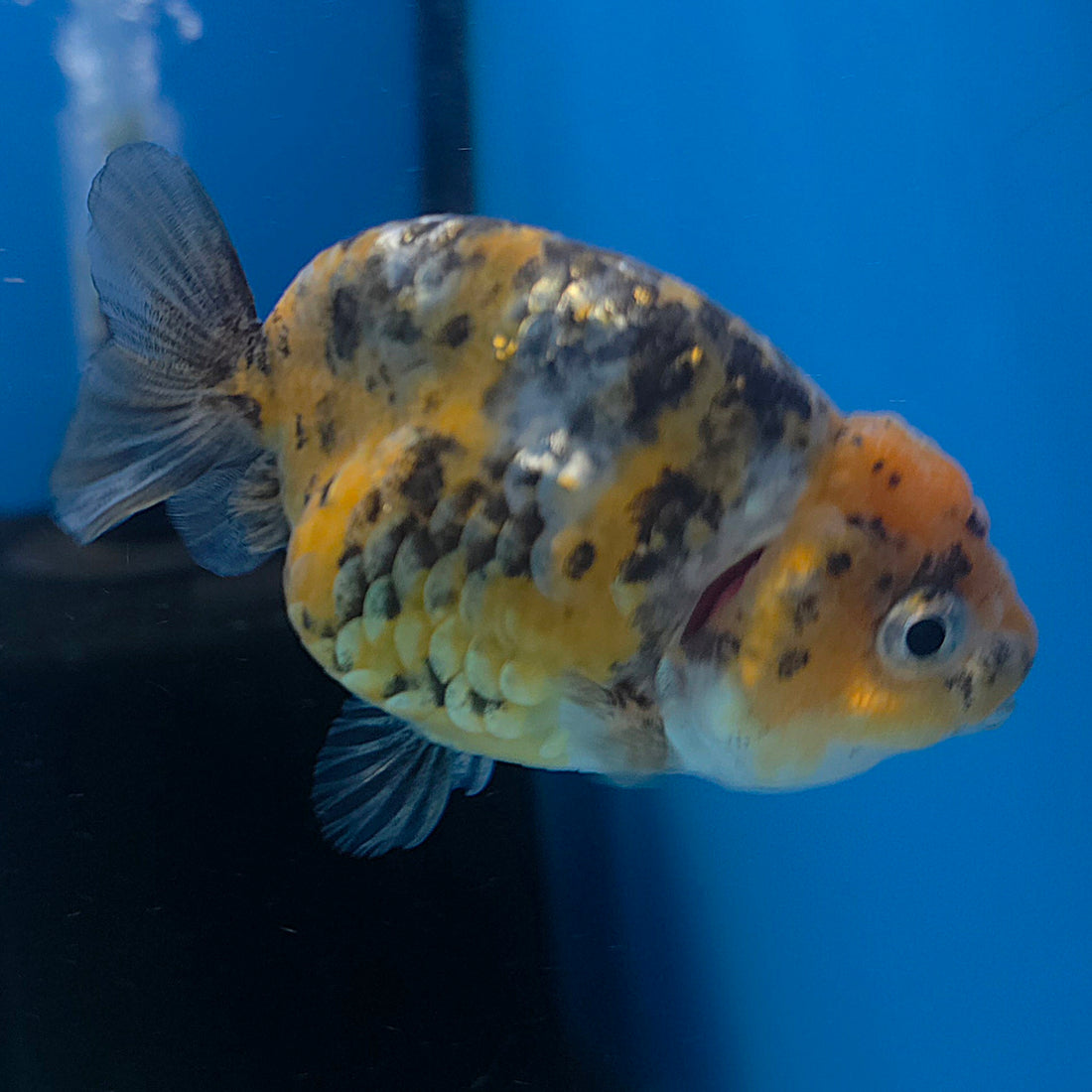 Thai Ranchu Gold Calico 2.5in Female (FEB-706)R3B18