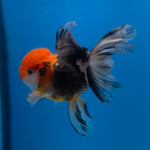 Thai Oranda Apache 3.5” Female(FEB-716)R1A07