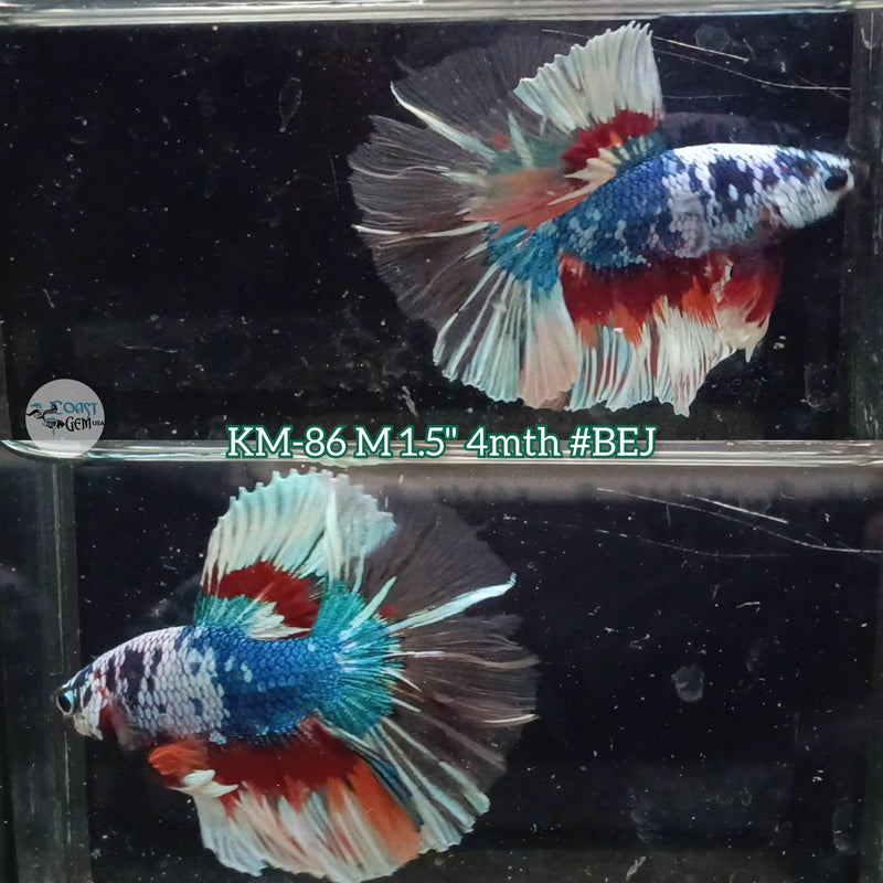 Live Male Betta Fancy Marble Halfmoon (KM-86) High quality what you see what you get!!