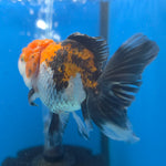 Thai Oranda Tiger 2.5” Female(FEB-676)R3B01