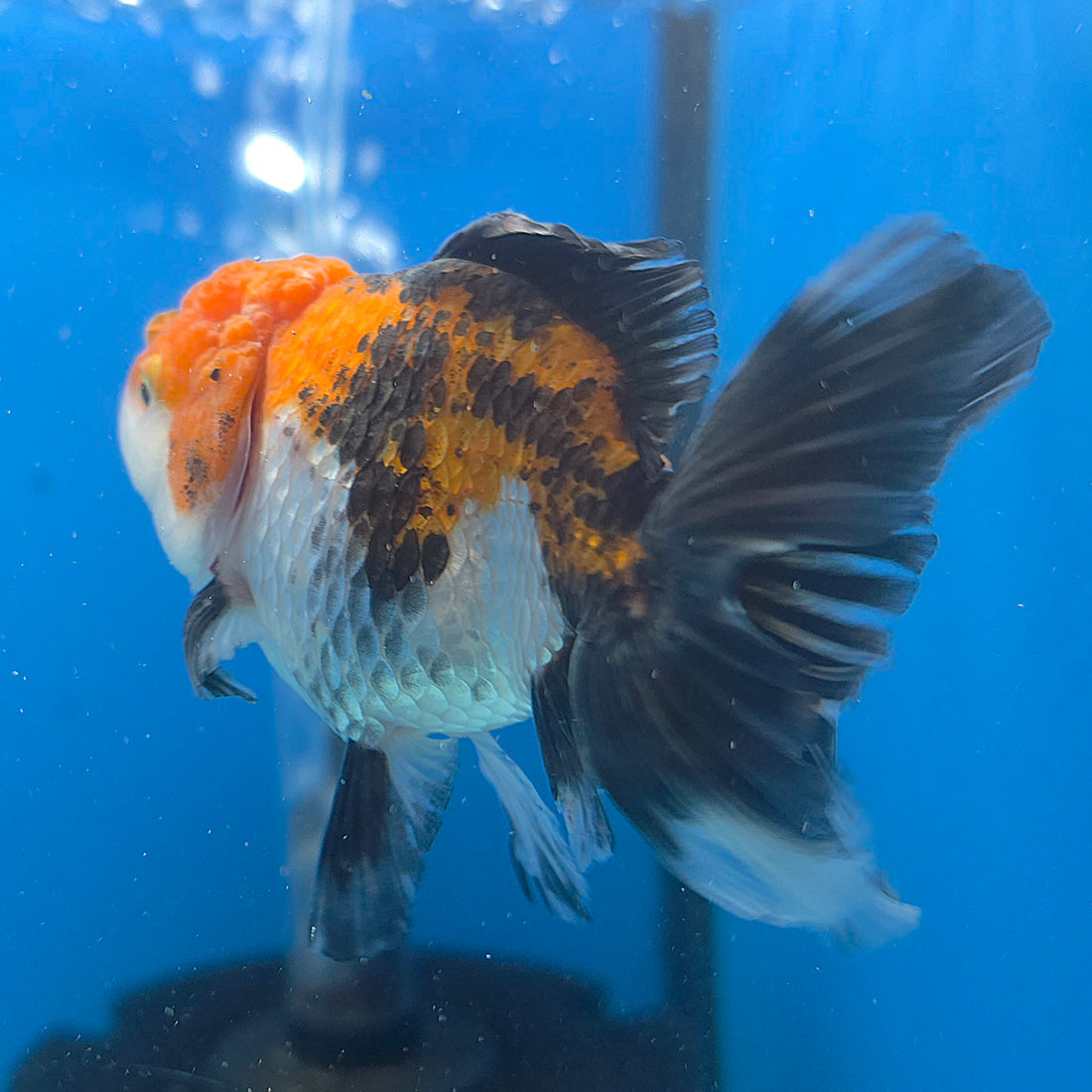 Thai Oranda Tiger 2.5” Female(FEB-676)R3B01