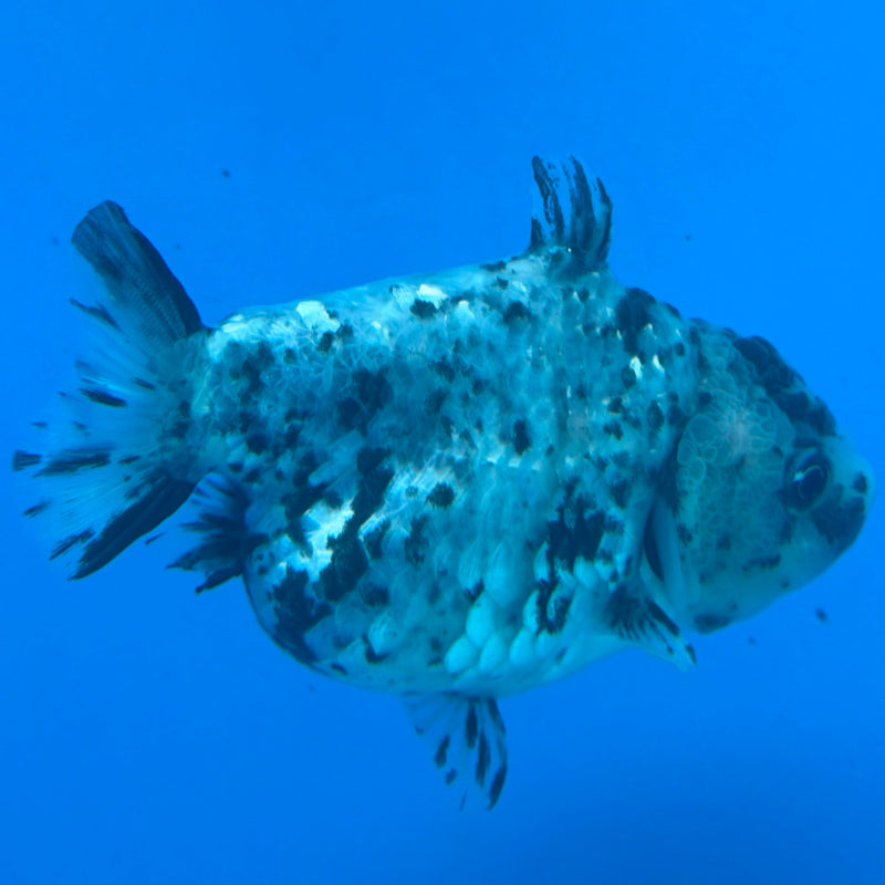 Thai Ranchu Shark Granite Body 3.5in Female (FEB-450)BLUETUBA
