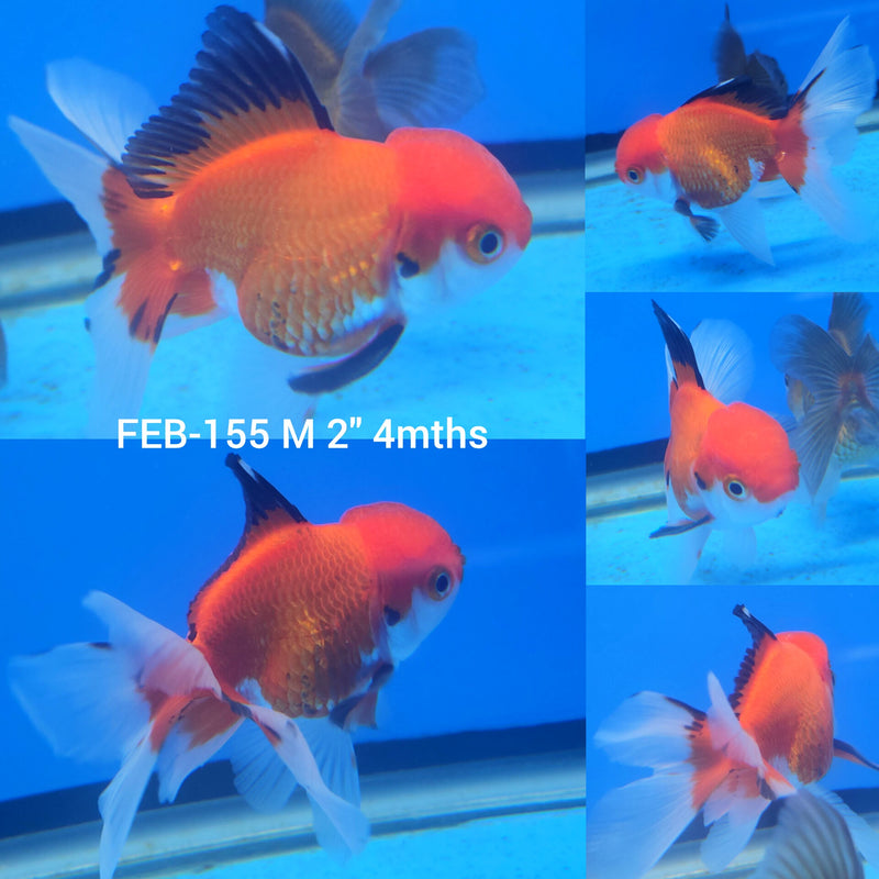 Thai Oranda Tri-Color 2” Body Male (FEB-155)R3A10