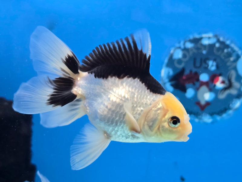 Thai Lemon Head Panda Oranda 2.50 inch Body Male (NNN-2078)R4C03