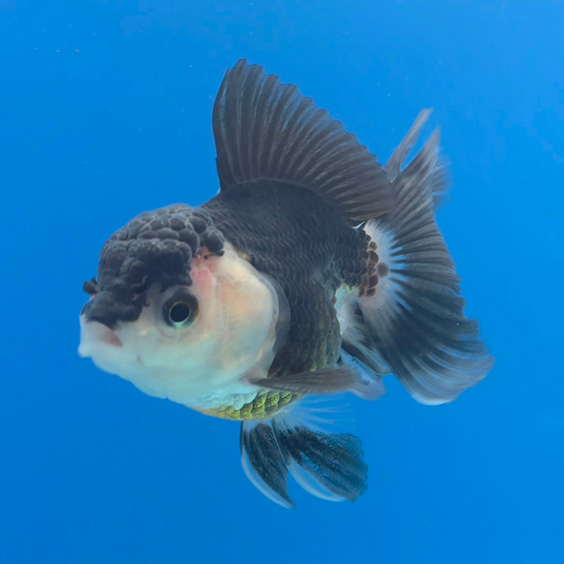 Thai Oranda Panda 2.5” Male(FEB-631)R3B15