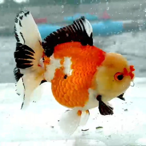 Thai Jumbo Tri Color Oranda Orchid Tail 4.50 inch Body (QGF-JO1183)