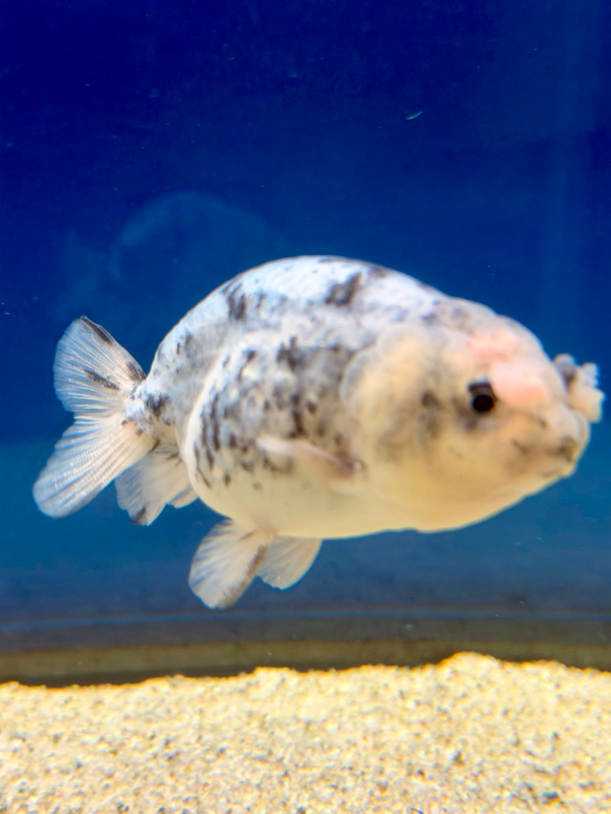 Thai Ranchu Granite Body 3in Female (FEB-494)R3B10