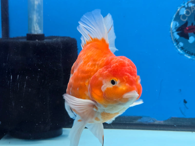 Thai Premium Jumbo Sakura Calico Orchid Tail 4.50 inch Body Oranda Male (QGF-JO1040)
