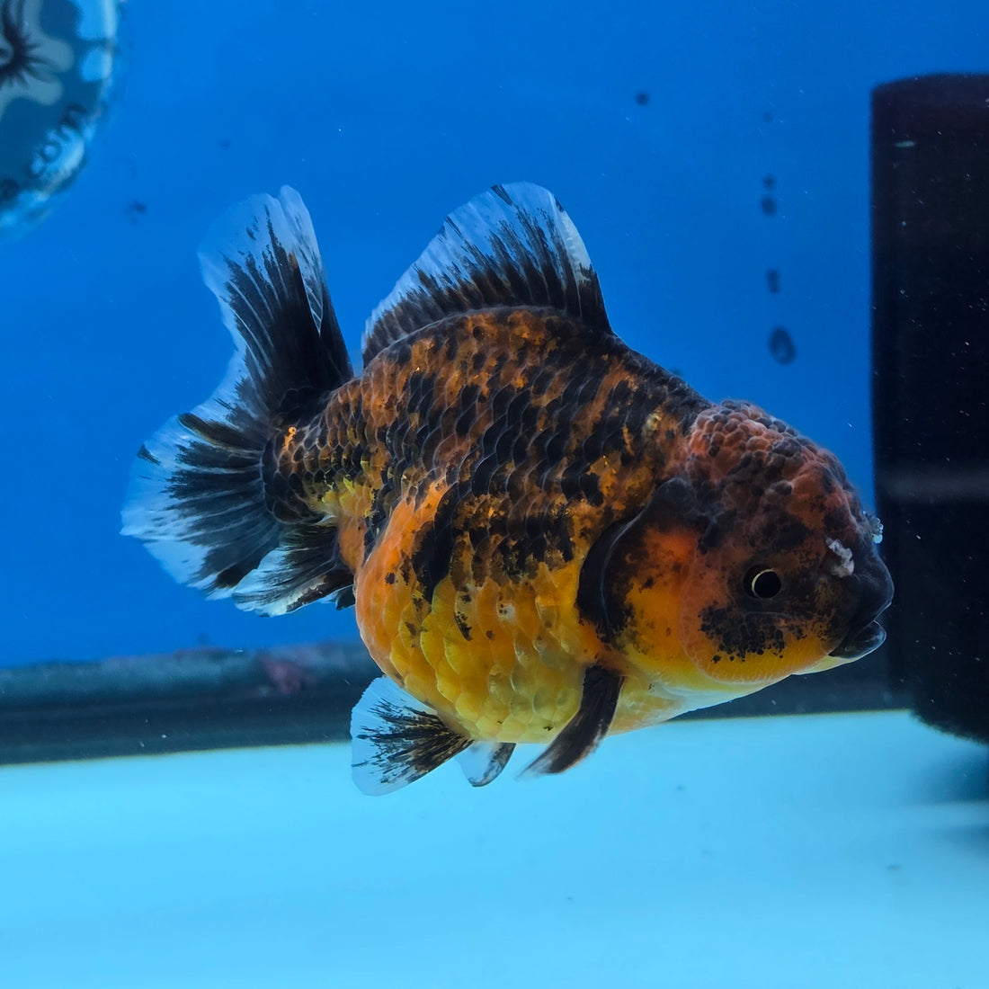 Thai Oranda Tiger Shogun Farm 3.5" Body Female 8mths(FEB-555)R3A02