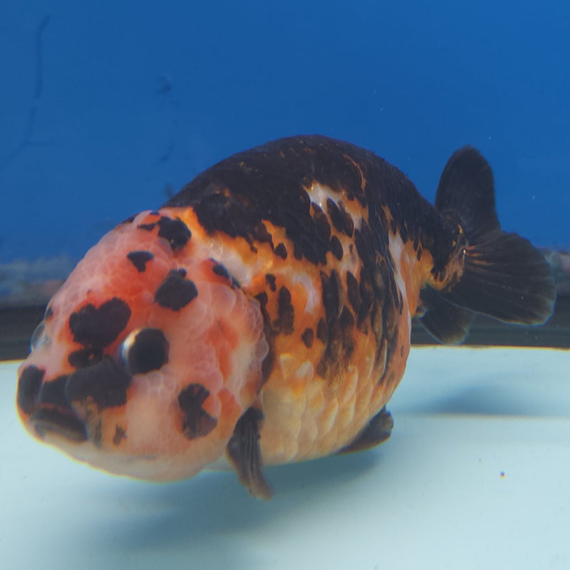 Chinese Ranchu Calico 3.5” Body Male(FEB-347)R2B13