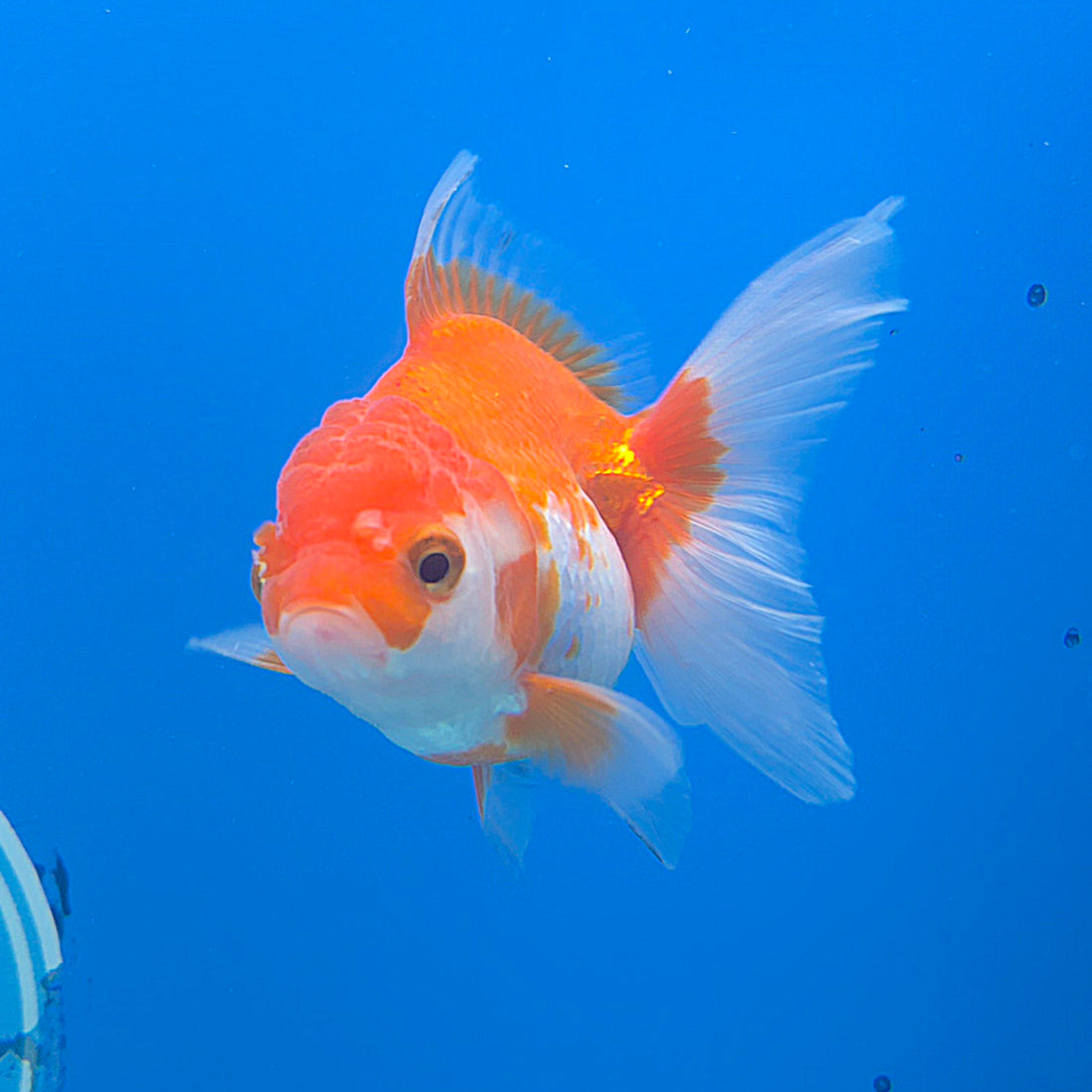 Thai Oranda White & Red 2.5” Female(FEB-673)R3B01