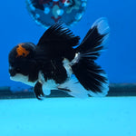 Thai Oranda Red Cap Panda Color 3 in Body Male (FEB-535)R3A03