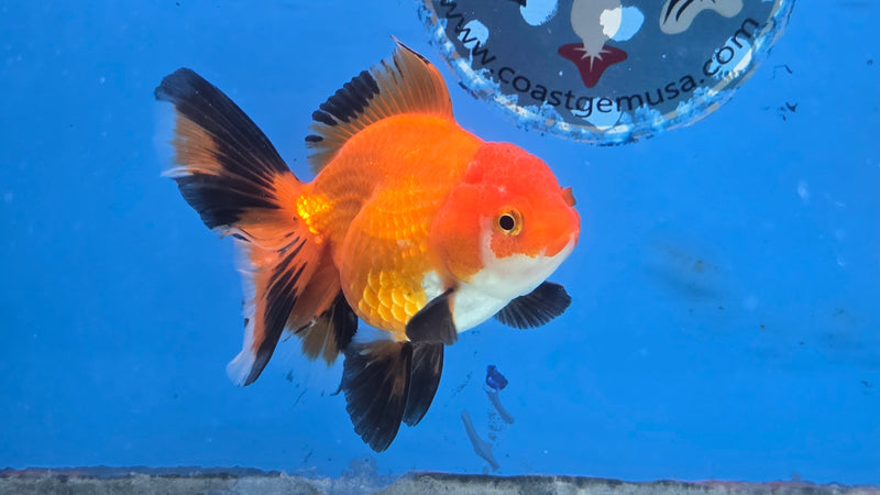 Thai Apache Oranda Orchid Tail 2.50 inch Body Female Medium Breed (NNN-3027)R3B22