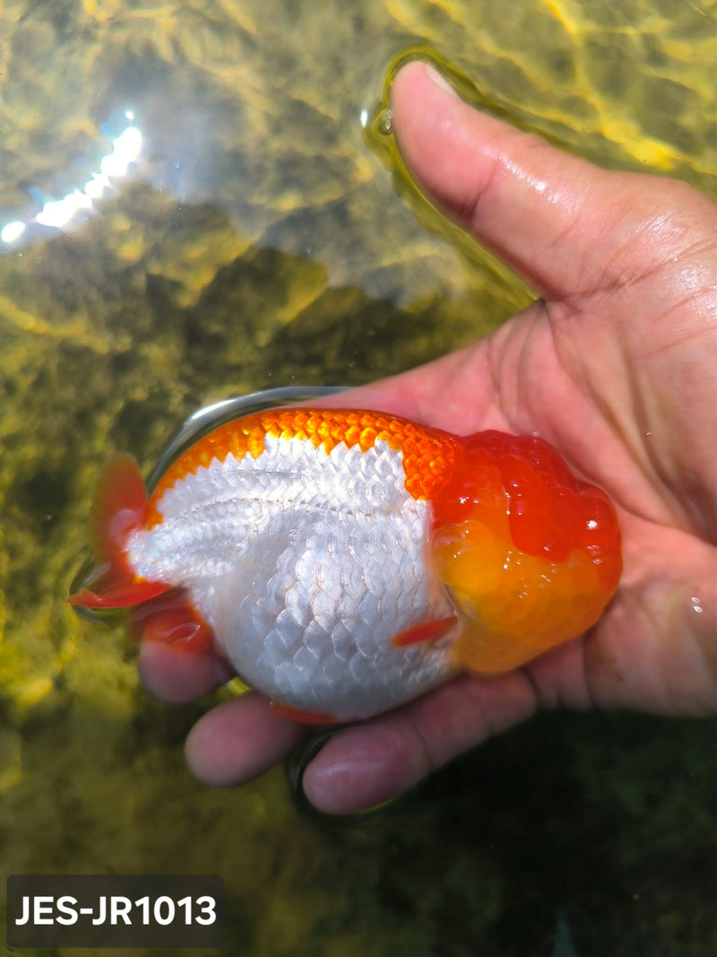 Thai Dragon Head Ranchu Red & White 4.00 inch Body (JES-JR1013)