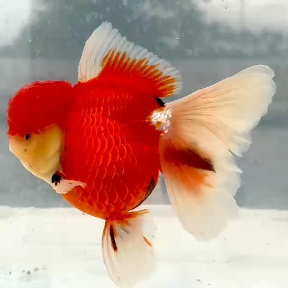 Thai Jumbo Red/White Oranda Orchid Tail 4.50 inch Body (QGF-JO1180)