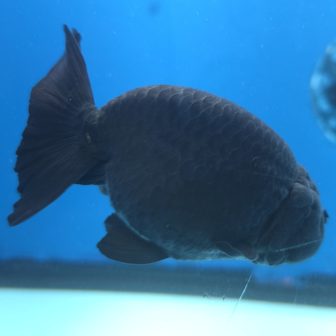 Thai Ranchu Super Black 3.5” Female(FEB-665)R3B04