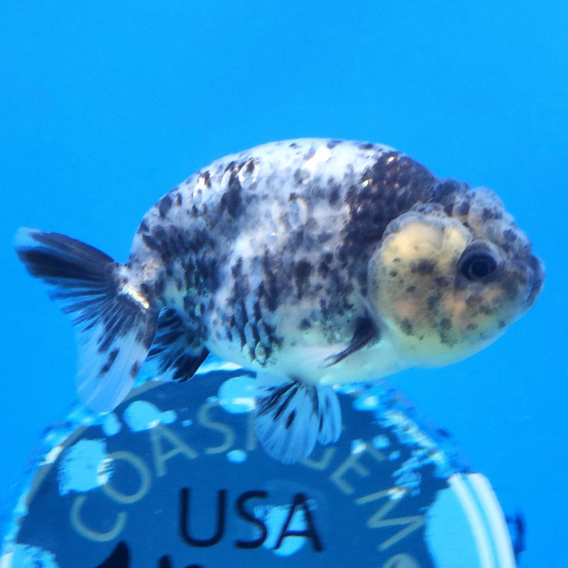 Thai Ranchu Granite 2.5in Female (FEB-337)R3A14