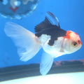 Thai Oranda Tri-Color 2.5” Male(FEB-668)R3B03