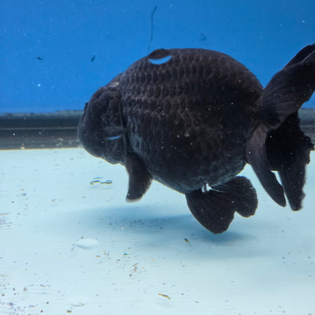 Thai Ranchu Jet Black 4 in Body Female (FEB-539)R3A03
