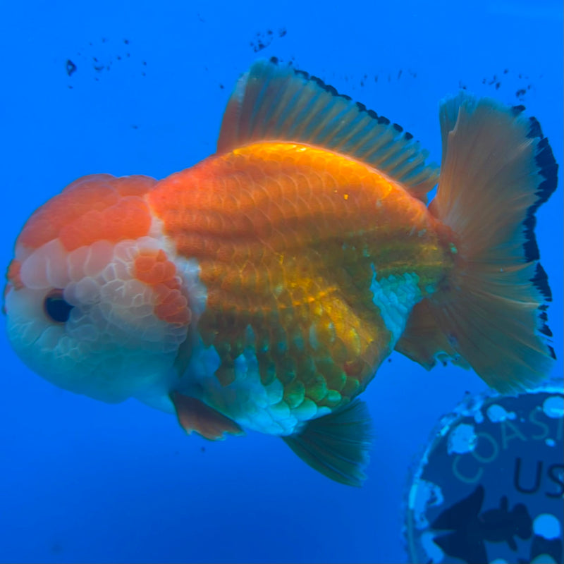 Thai Oranda JUMBO Red & White Orchid Tail  5in Female (FEB-434)R2A08