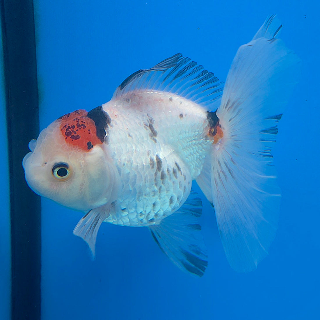Thai Oranda Tri-Color 3.5” Male(FEB-636)R3B15