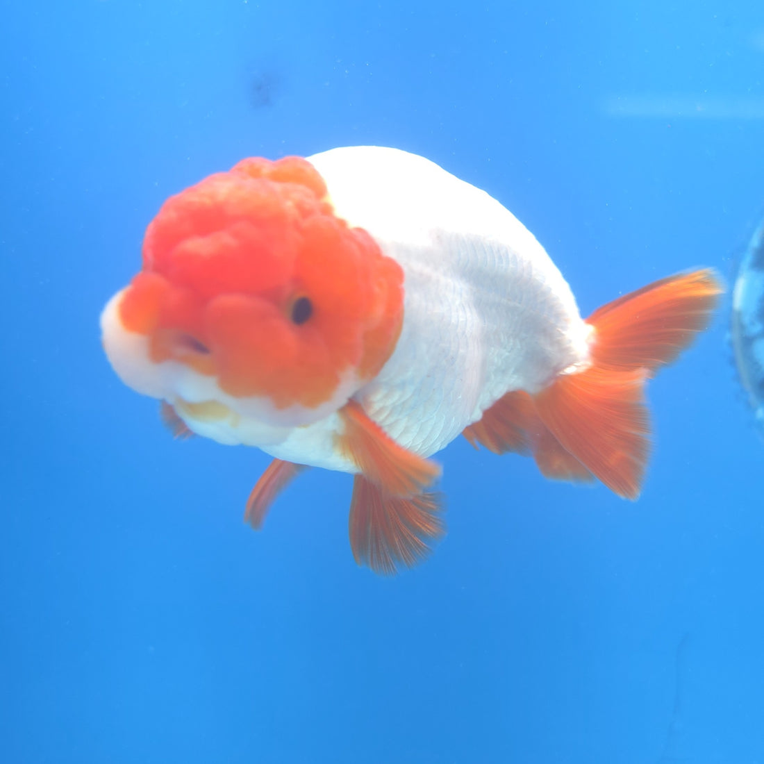 Thai Ranchu Red Cap White 3.5” Female(FEB-671)R3B03