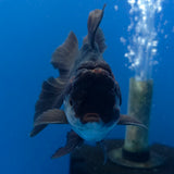 Thai Oranda Red Cap Apache 3.00" Body Male (FEB-794)R1B03