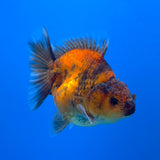 Thai Oranda Calico Sakura Shogun Farm 3" Body Male (FEB-826)R3B19