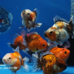 Our Choice Shogun Godzilla Yuanbao Oranda 2.50 inch Body A+ Grade (CGF)