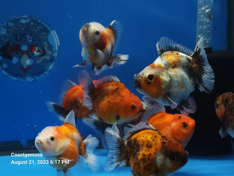 Our Choice Shogun Godzilla Yuanbao Oranda 2.50 inch Body A+ Grade (CGF)