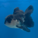 Thai Oranda Panda 3.5” Male(FEB-713)R1A07