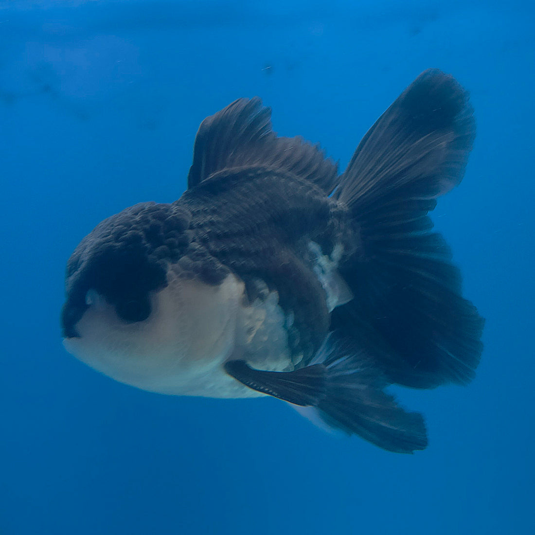 Thai Oranda Panda 3.5” Male(FEB-713)R1A07
