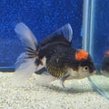Thai Oranda Red Cap Panda 2.5"male(FEB-656)R3B21