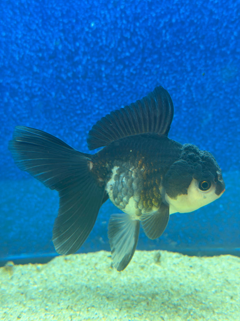 Thai Oranda Panda 2.5in Female (FEB-473)R3A13