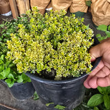 Lemon Thyme Herbs in 5 gallon pot