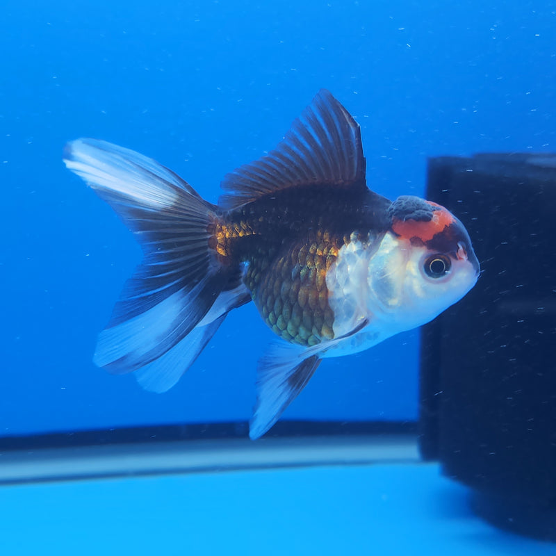 Thai Oranda Apache Panda Tri-Color 2.5 F (FEB-194)R3A06