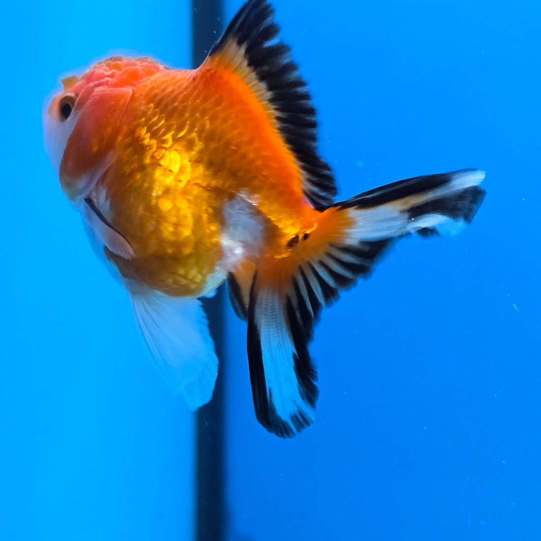 Thai Oranda Tri Color 3 in Body Female (FEB-521)R3A08