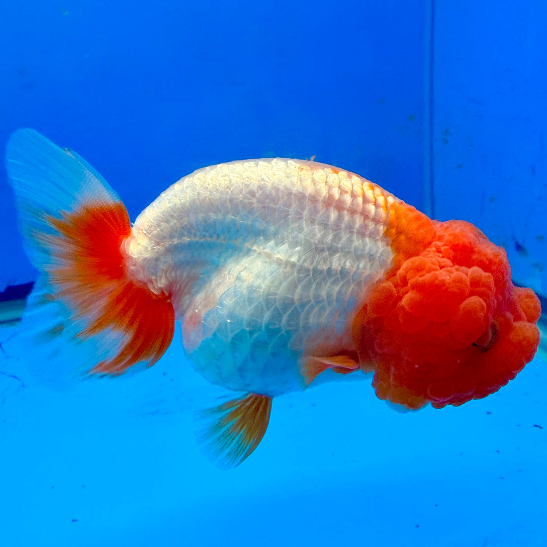 Thai Red & White Ranchu 3.5” Body Female(FEB-408) BLUETUBD