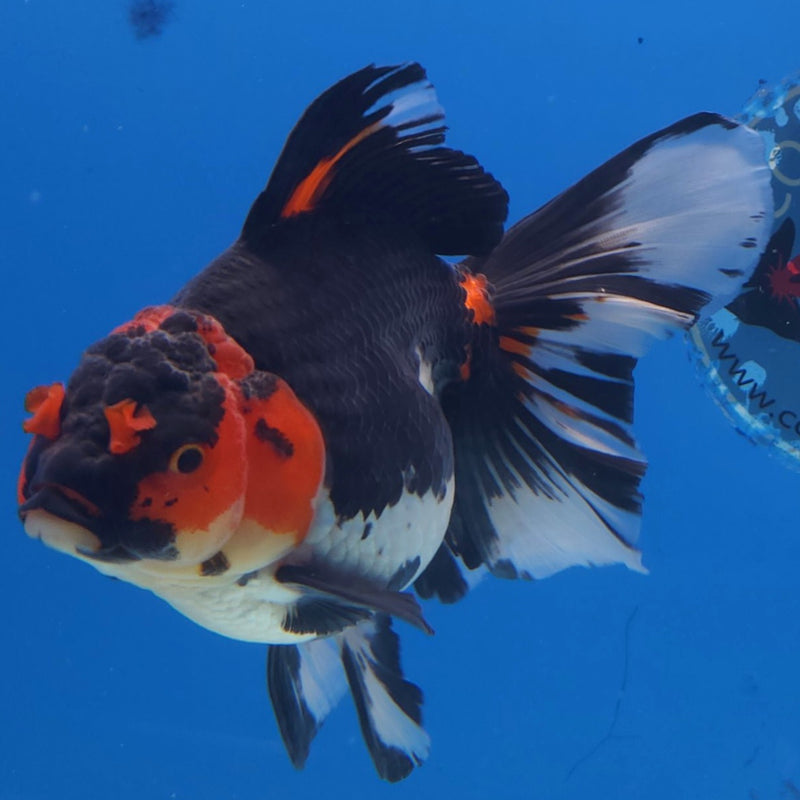 Thai Jumbo Oranda Tri-Color 5in Female (FEB-217)BLUETUB2