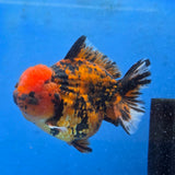 Thai Oranda Red Tiger Godzilla 5 inch Orchid Tail Body Female (G-FEB-108)BlueTubB