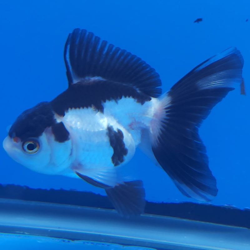 Thai Oranda Panda 2.5” Female (FEB-366)R3B20