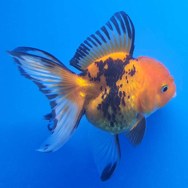 Thai Oranda Tri-Color 2.5in Female (FEB-199)R3B07