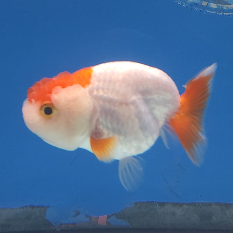 Chinese Ranchu Red & White 2in Female (FEB-333)R3B16